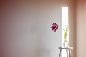 flower-in-a-room